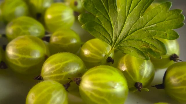 Close up view of ripe green gooseberries with a leaf, gliding slowly over the freshly picked summer berries. Healthy eating concept focusing on organic, raw, and vegan superfood ingredients