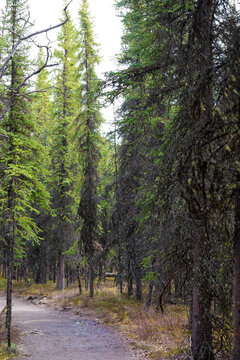 path in the forest