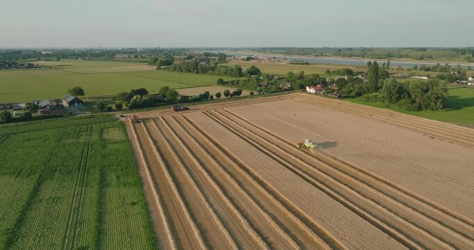 Combine harvester harvesting ripe wheat, creating a cloud of grain dust across a golden field in the Dutch countryside with canals and farmland stretching into the distance.
