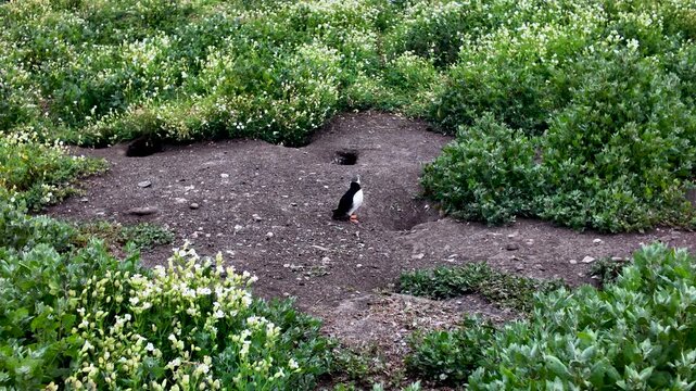 Single puffin pauses beside its burrow on a worn patch of soil surrounded by dense green nesting vegetation.