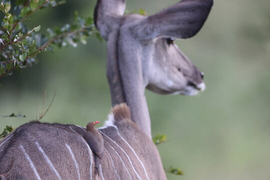 The red-billed oxpecker (Buphagus erythrorynchus) is a passerine bird in the oxpecker family, Buphagidae. This photo was taken in Kurger National Park, South Africa
