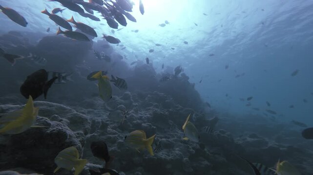 A dense school of bluestripe snapper and other tropical fish moves over a coral reef as the underwater view tilts upward toward the sunlit surface in the Maldives.