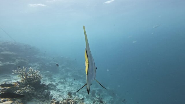 A wild orbicular batfish swims toward the camera over a sunlit coral reef, its flat silver body and yellow-edged fins filling the frame in tropical Maldives waters.