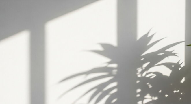 Palm Tree Shadow on Window.