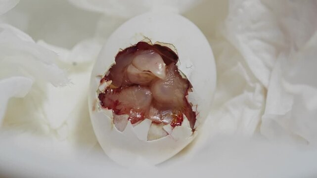 The bird hatched from the eggshell.