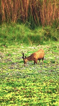 An authentic cinematic shot of a rare swamp deer grazing in the wetlands of India. This footage showcases wildlife conservation and biodiversity in a natural habitat.
