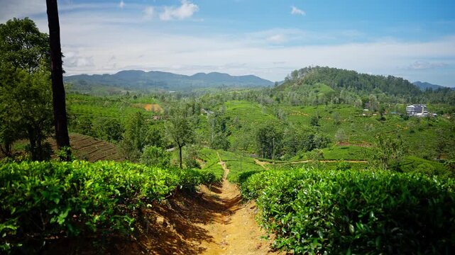A red earth path winds between lush tea bushes on a hillside plantation in the hill country of Sri Lanka, with forested mountains on the horizon.
