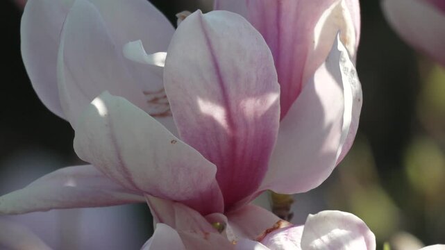 Magnolia blossom spring macro shot of a beautiful pink and white magnolia flower blooming in a peaceful sunny garden