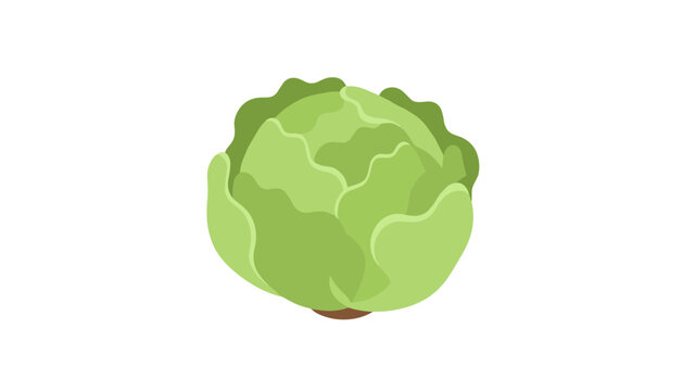 Fresh green cabbage head with detailed textured leaves isolated on a plain white background in isometric style.