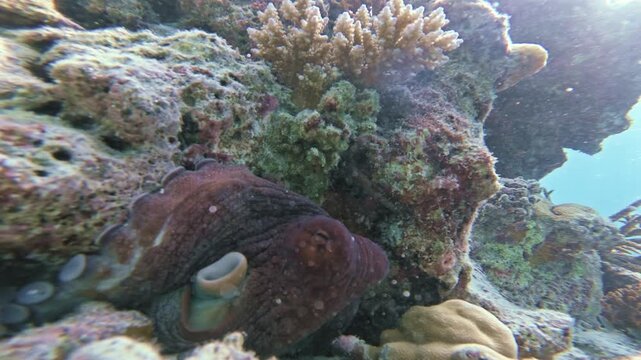 A red-brown octopus emerges from a tropical coral reef, approaches the underwater camera and reveals textured skin and rows of suckers while crawling past in the Maldives.