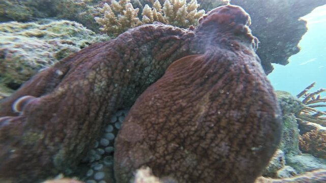 Extreme underwater close-up of a large brown octopus resting among corals on a tropical reef in the Maldives, revealing textured skin, muscular arms and rows of suckers.