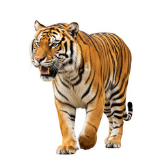 Obraz premium Large tiger walking forward with an open mouth isolated on transparent background