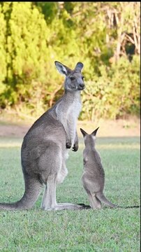 Mother and Joey Kangarooing in the Grass