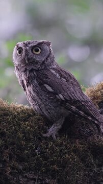 Mysterious Screech Owl Perched on a Mossy Branch in the Forest