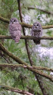 Pair of Wild Owls Observing the Forest from a High Branch