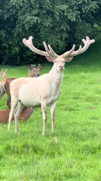 Rare White Stag with Large Velvet Antlers Grazing in a Green Meadow
