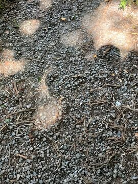 rain drops on the ground