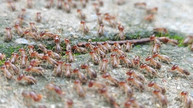 Termite trail
