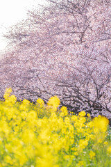Naklejka premium 桜 菜の花 熊谷桜堤