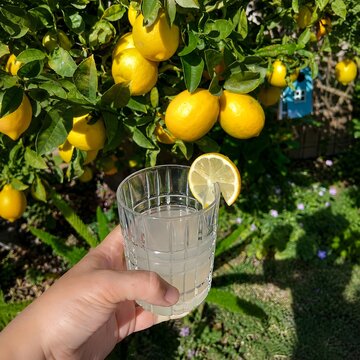 Fresh Lemonade with Lemon Slice Served in a Garden