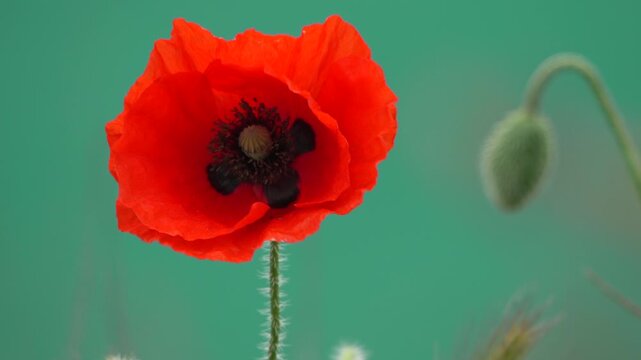 Vibrant corn poppy flower blooms gracefully in a summer field. Static close up shot showcases the detailed center against a blurred green meadow.