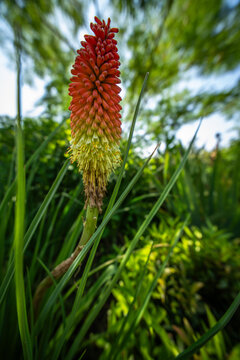 Red and yellow kniphofia torch lily flower growing in a sunny garden with kniphofia sunlight colorful