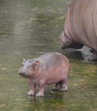 Little hippo with mama hipo having fun 