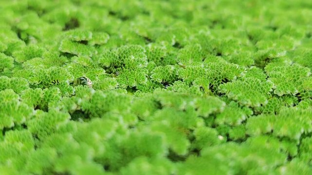 Red duckweed