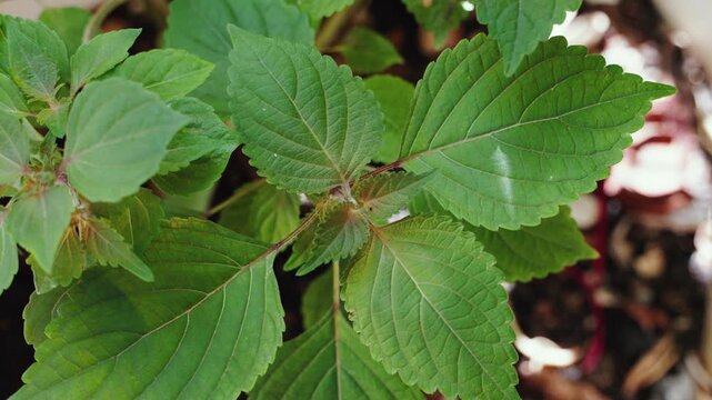 Japanese shiso perilla herb plant blowing in summer breeze in the garden