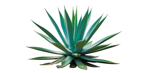 Fototapeta premium Vibrant blue green agave plant with spiky pointed leaves isolated on a white background 