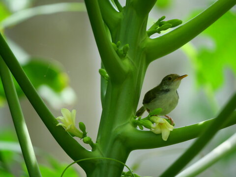 Common tailorbird ( Orthotomus sutorius ) on papaya tree branch with natural green background, Small green bird with an orange head in Thailand