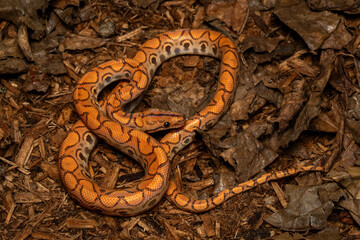 Naklejka premium The Brazilian rainbow boa (Epicrates cenchria) is non-venomous snake, semi-arboreal, and native to Central and South America. 