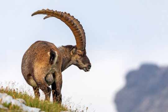 Steinbock - Walsertal - Allg&auml;u - Alpensteinbock - H&ouml;rner