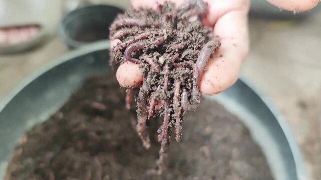 earthworm castings