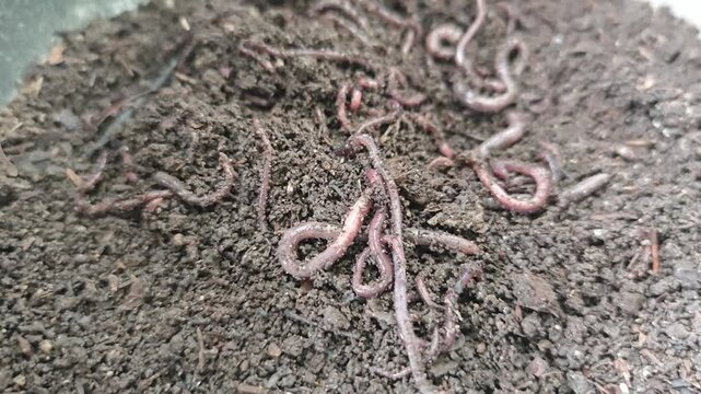 earthworm castings