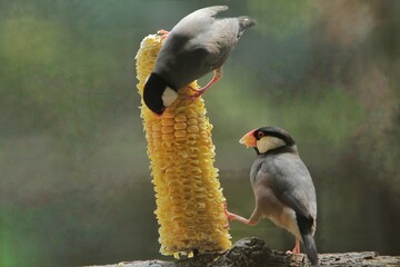 Fototapeta premium Java sparrows can be seen eating corn