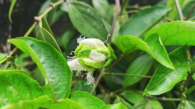 Passion fruit flowers