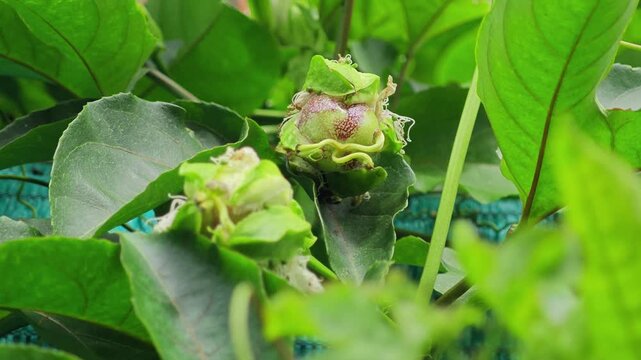 Passion fruit flowers