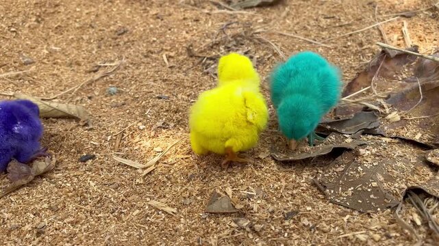 Group of cute colorful dyed baby chicks on ground outdoors