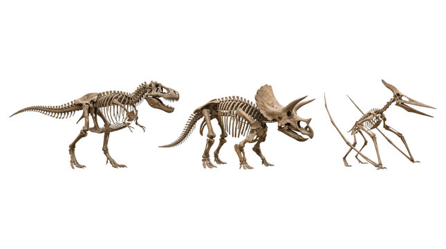 Prehistoric set featuring t-rex triceratops and pterodactyl skeletons isolated on transparent background