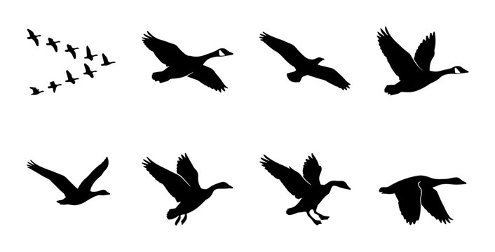 Canada Goose Flying Sequence Vector Icons, Bird Migration V Formation, Silhouette Animation Steps