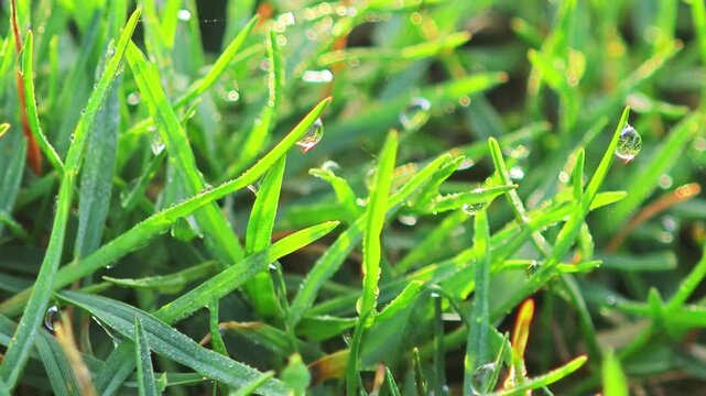 Dew on the grass