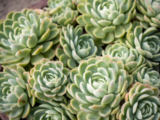 Obraz premium Close-up of green Echeveria succulents with fleshy leaves forming dense symmetrical rosettes, creating a natural botanical pattern.