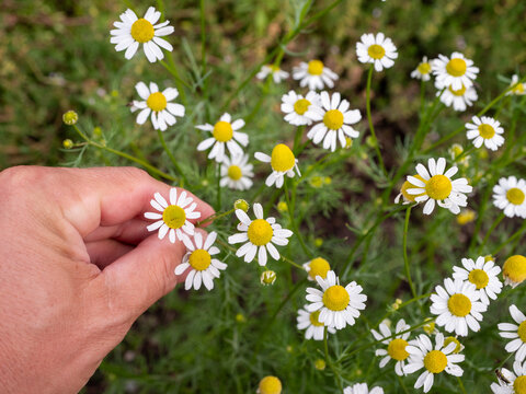 Hand picking fresh chamomile flowers (Matricaria chamomilla) in a herb garden, showing white petals and yellow flower centers in summer.