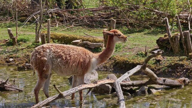 Vicunas, Vicugna Vicugna, relatives of the llama which live in the high alpine areas of the Andes
