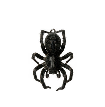 Large black hairy spider isolated on transparent background
