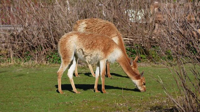 Vicunas, Vicugna Vicugna, relatives of the llama which live in the high alpine areas of the Andes
