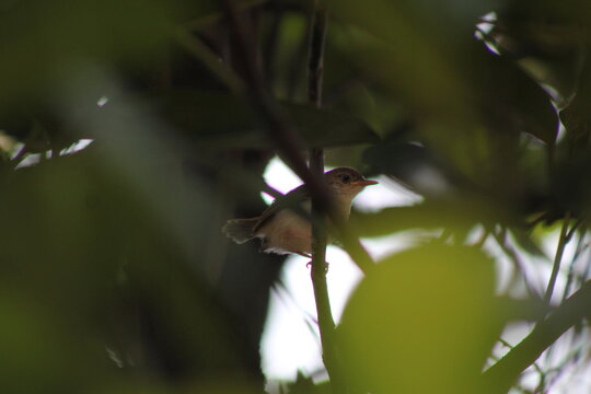 A common tailorbird (Orthotomus sutorius) singing while perched and partially hidden among twigs and foliage