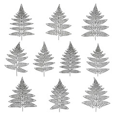 Fototapeta premium A collection of detailed black and white fern leaf illustrations