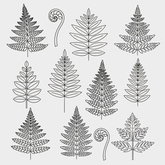 Obraz premium A collection of various hand drawn fern leaf line illustrations